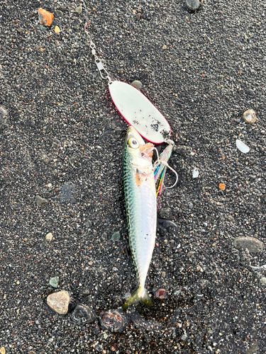 サバの釣果