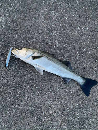 セイゴ（ヒラスズキ）の釣果