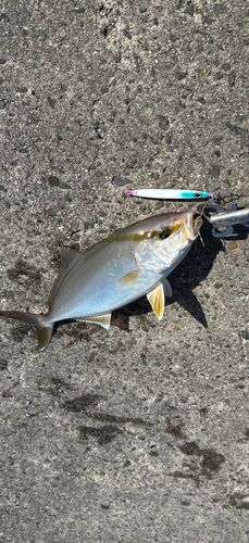 シオの釣果