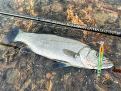 ヒラスズキの釣果