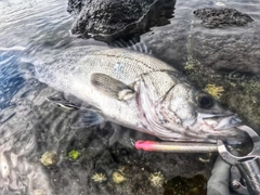 ヒラスズキの釣果