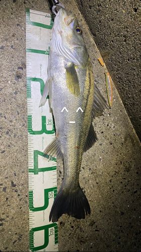 シーバスの釣果