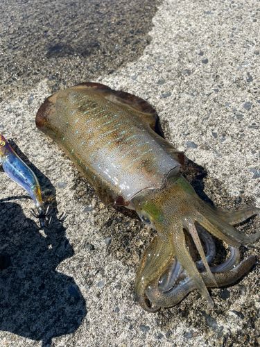 アオリイカの釣果