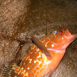 アコウ