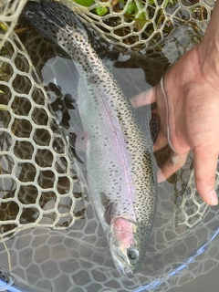 ニジマスの釣果