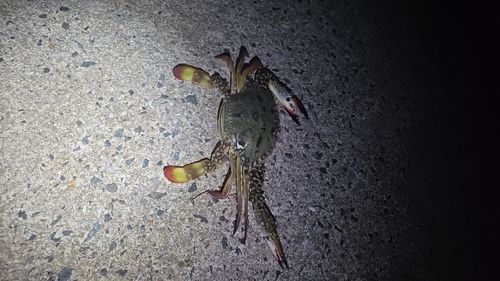 常滑りんくう釣り護岸