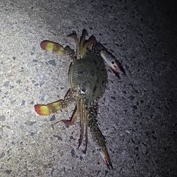 カサゴ
