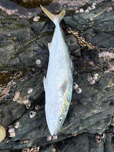 ハマチの釣果
