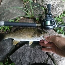 スモールマウスバス