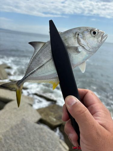 メッキの釣果