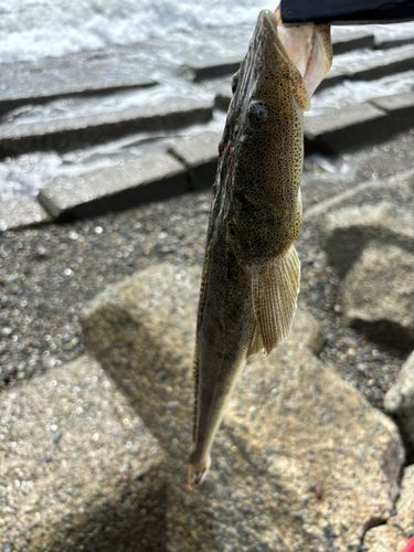 マゴチの釣果