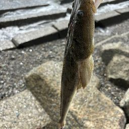 マゴチ