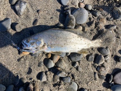 ニベの釣果