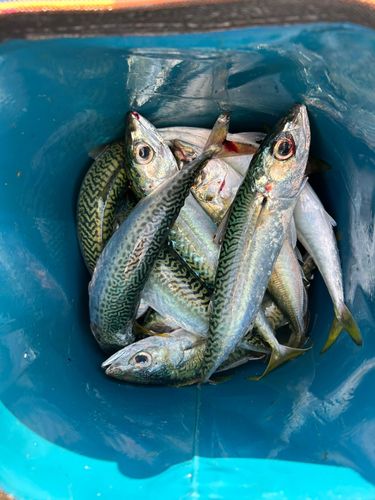 マサバの釣果