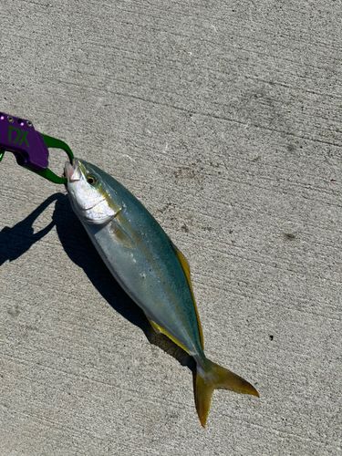 イナダの釣果
