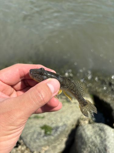 表浜名湖