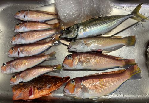 アマダイの釣果