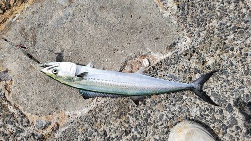 サゴシの釣果