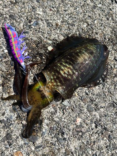 アオリイカの釣果