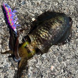 アオリイカ