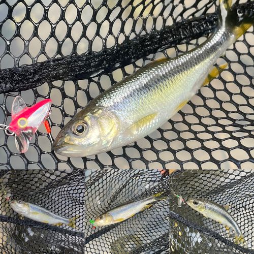 カワムツの釣果