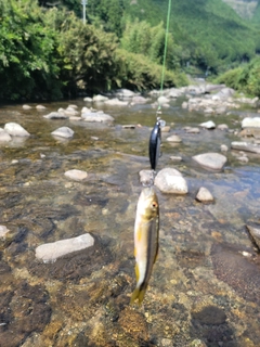 カワムツの釣果