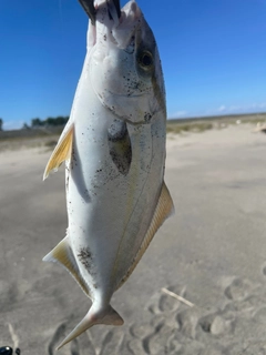 ショゴの釣果