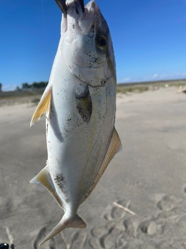 ショゴの釣果