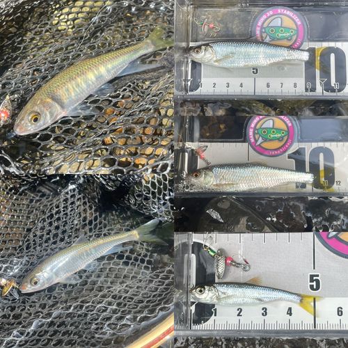オイカワの釣果