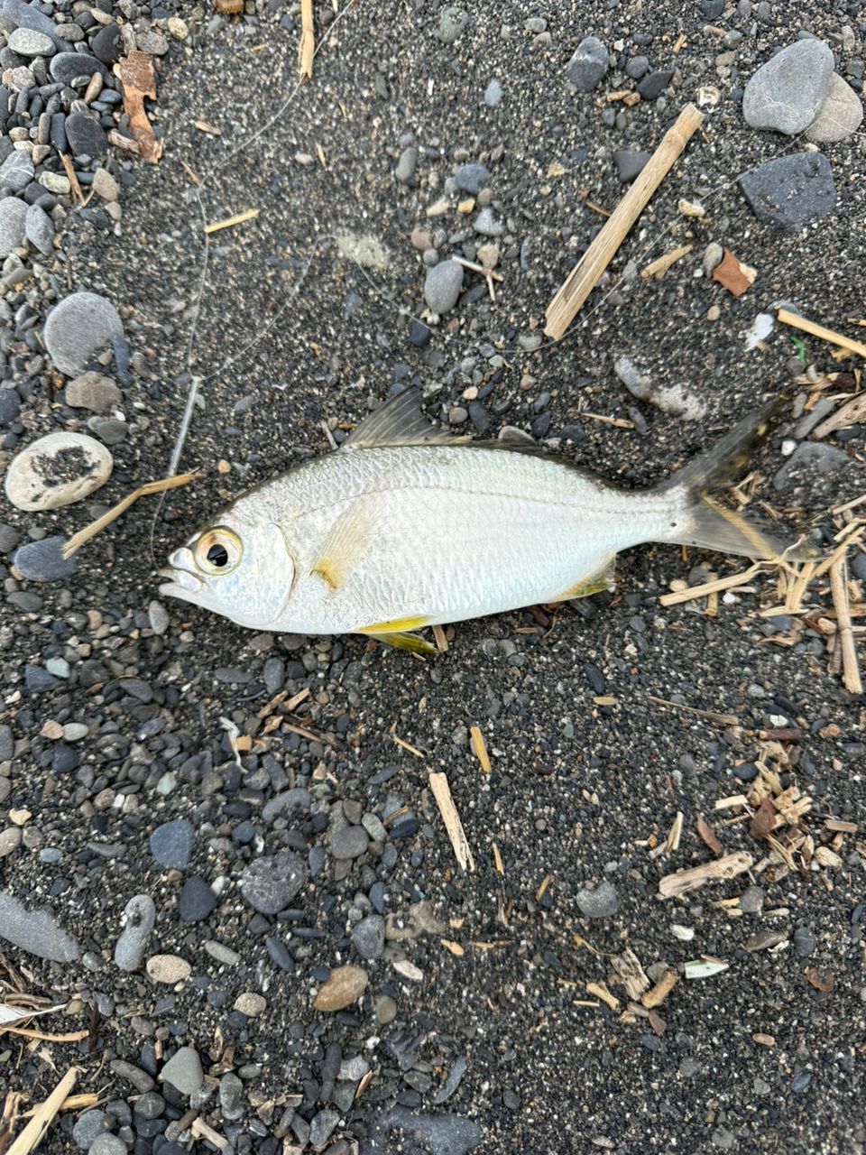 クロサギ
