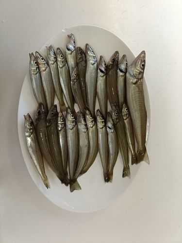 キスの釣果