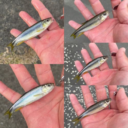 カワムツの釣果