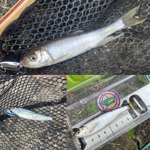 オイカワの釣果