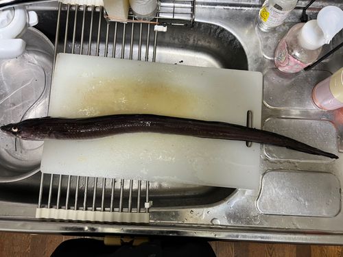 アナゴの釣果