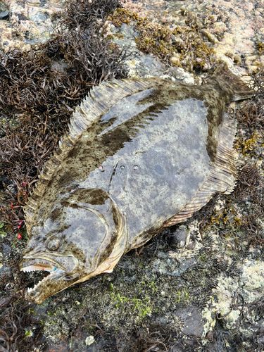 ヒラメの釣果