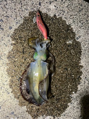 しまなみ海道