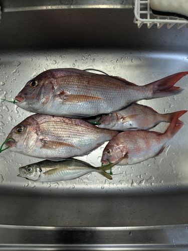 播磨灘