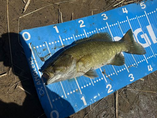 スモールマウスバスの釣果