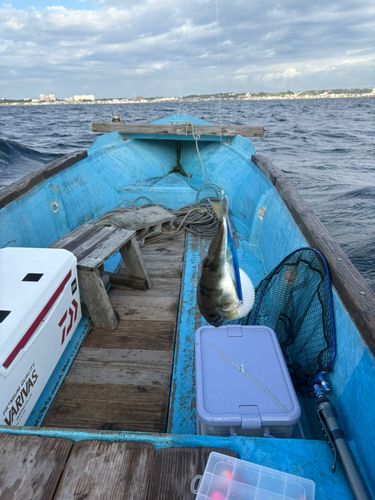 シロサバフグの釣果