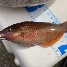 アカササノハベラ