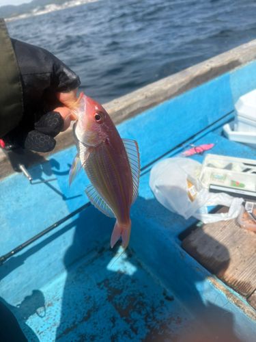イトヨリダイの釣果