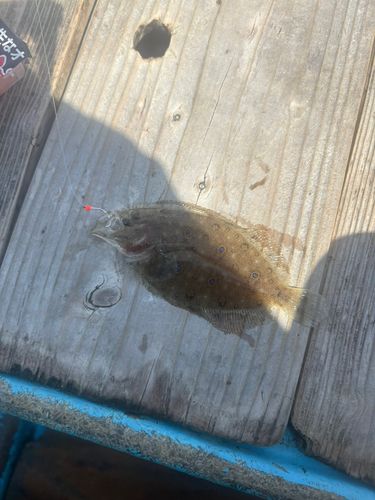 ガンゾウビラメの釣果