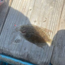 ガンゾウビラメ