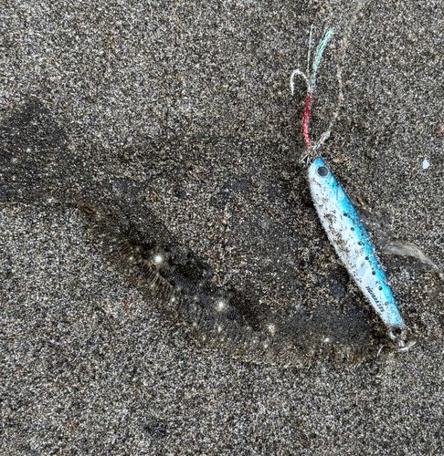 ソゲの釣果