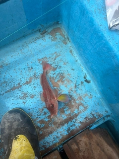 カナガシラの釣果