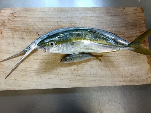 ワカシの釣果