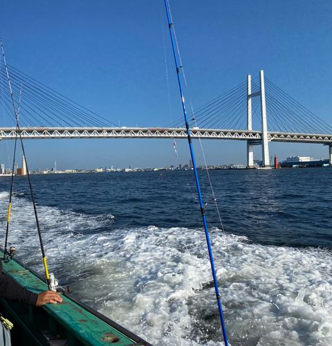 シロギスの釣果