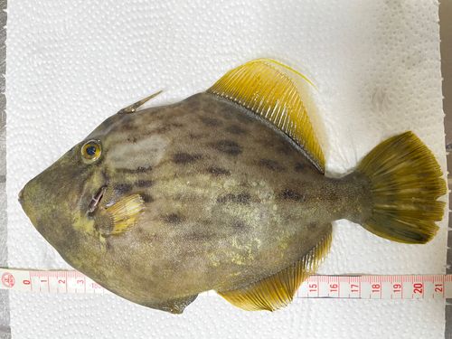 カワハギの釣果