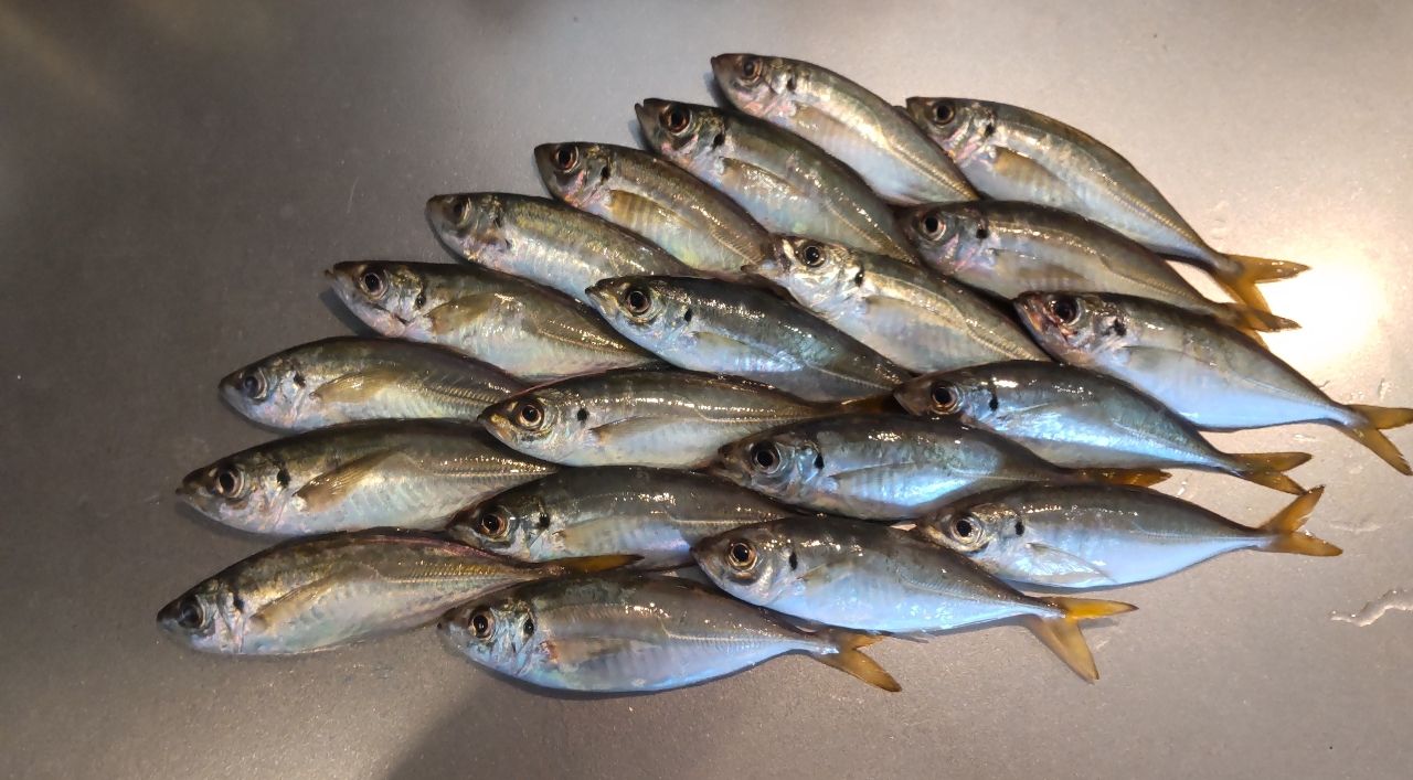 コルトプロトタイプ　23GCORPS-602L-HS オリムピック オリムピック/Olympic 23コルトプロトタイプ