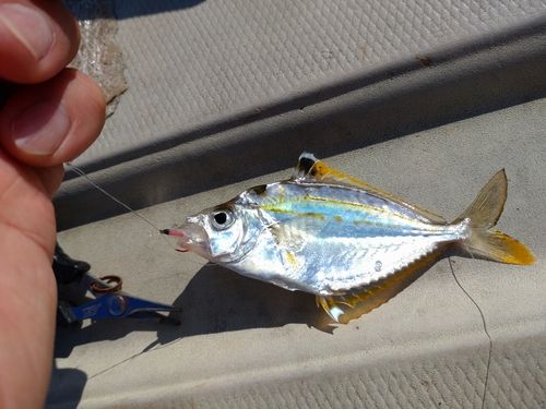 ヒイラギの釣果